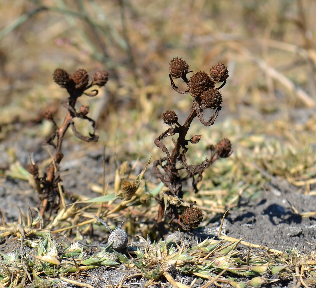 Изображение особи Sphaeranthus strobilifer.