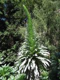 Echium simplex. Расцветающее растение. Испания, Канарские острова, Гран Канария, Tafira Baja, ботанический сад Jardin Botanico Canario Viera y Clavijo. 28 февраля 2010 г.
