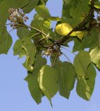 Paulownia tomentosa. Ветвь с соплодиями (у листьев видна их нижняя сторона. Германия, г. Дюссельдорф, Ботанический сад университета. 05.09.2014.