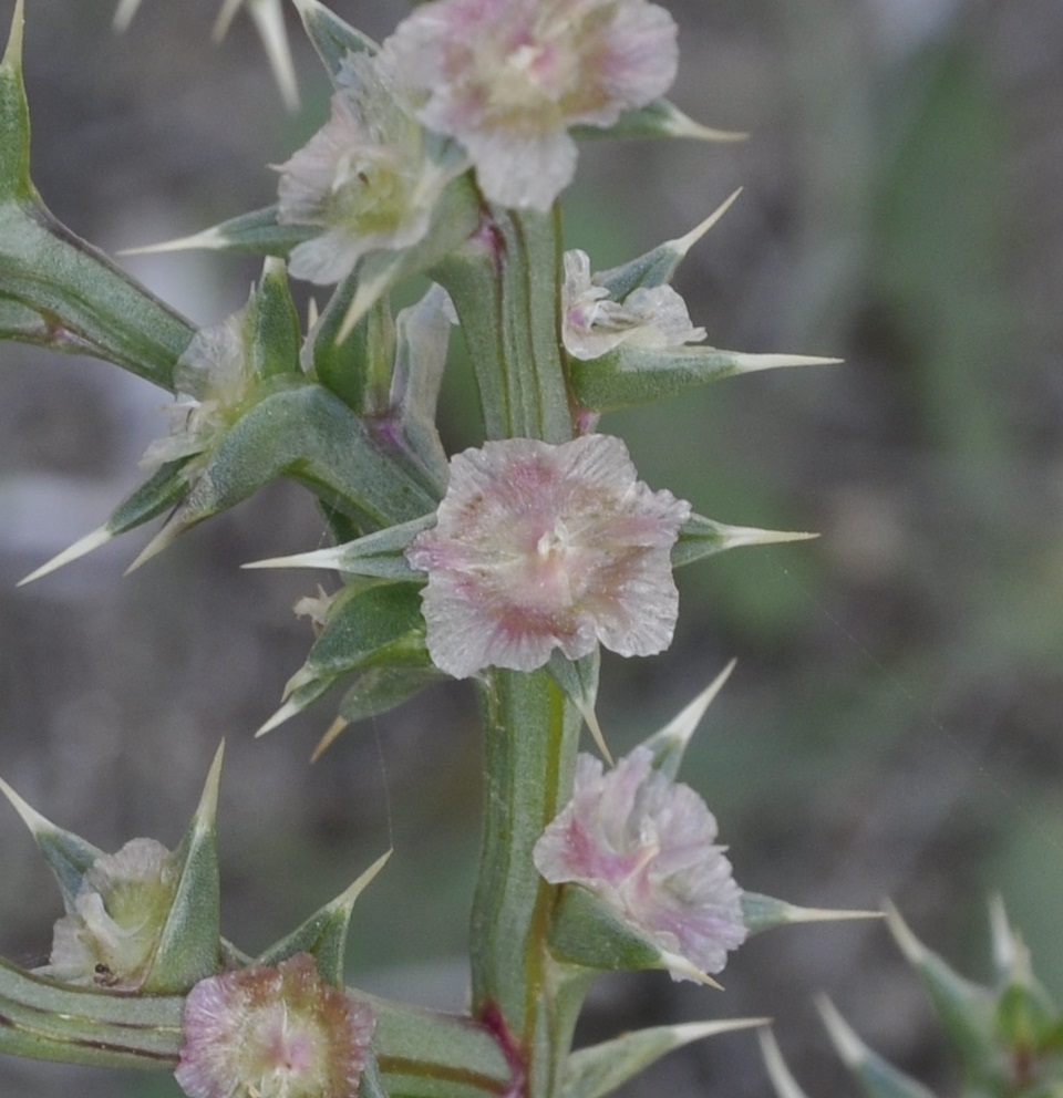 Изображение особи Salsola pontica.