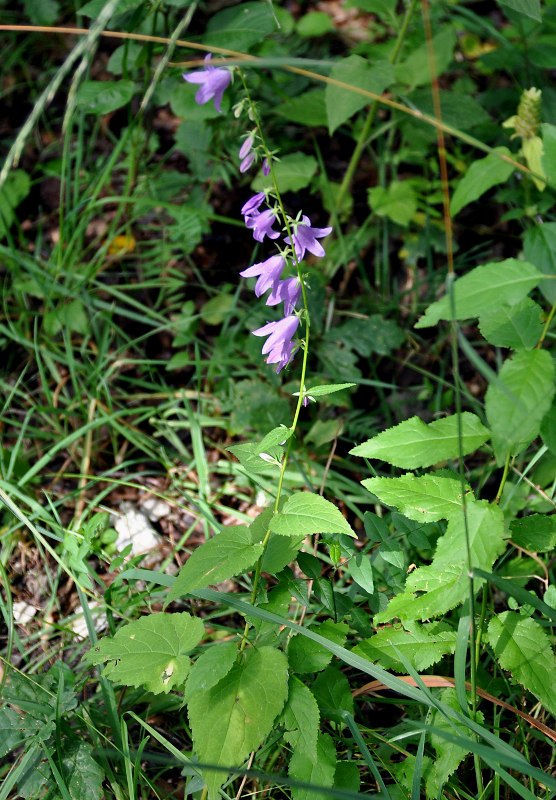 Image of Campanula rapunculoides specimen.