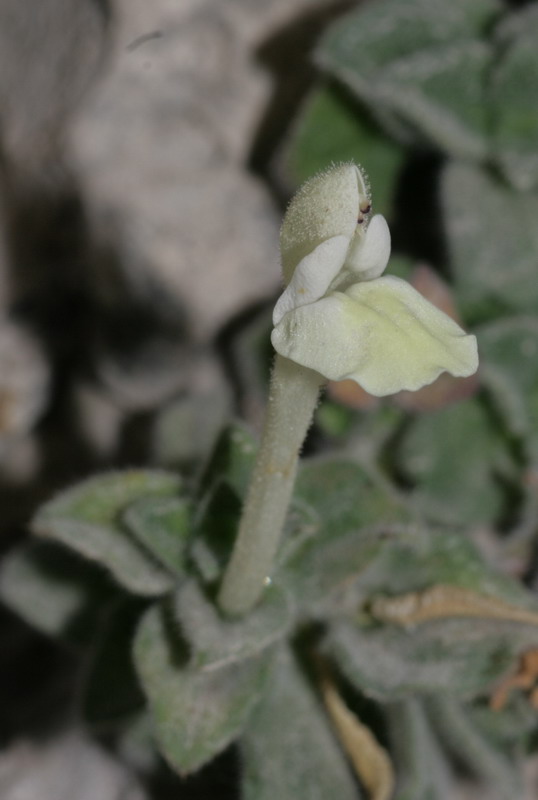 Image of Scutellaria immaculata specimen.