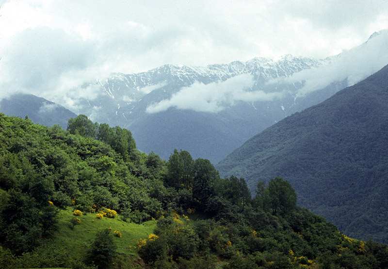 Image of Rhododendron luteum specimen.