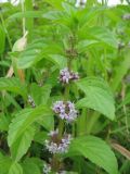 Mentha arvensis