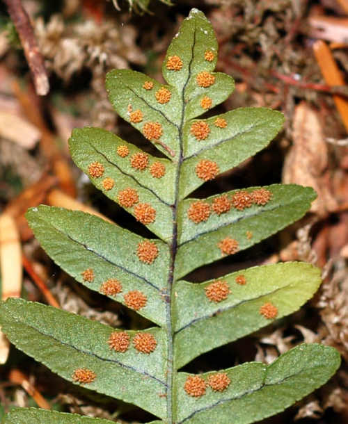 Image of Polypodium sibiricum specimen.