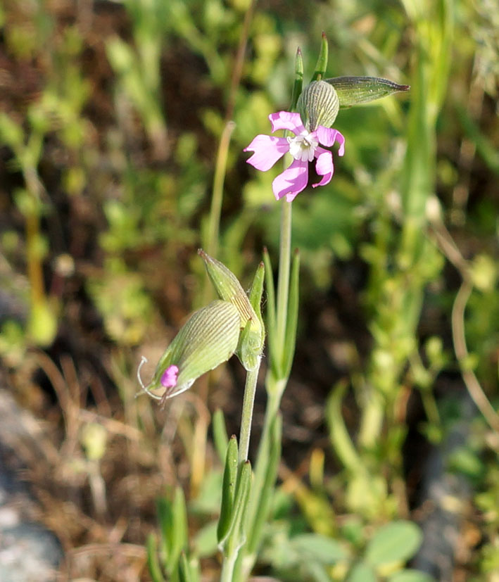 Image of Pleconax conica specimen.