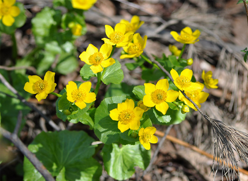 Image of Caltha palustris specimen.