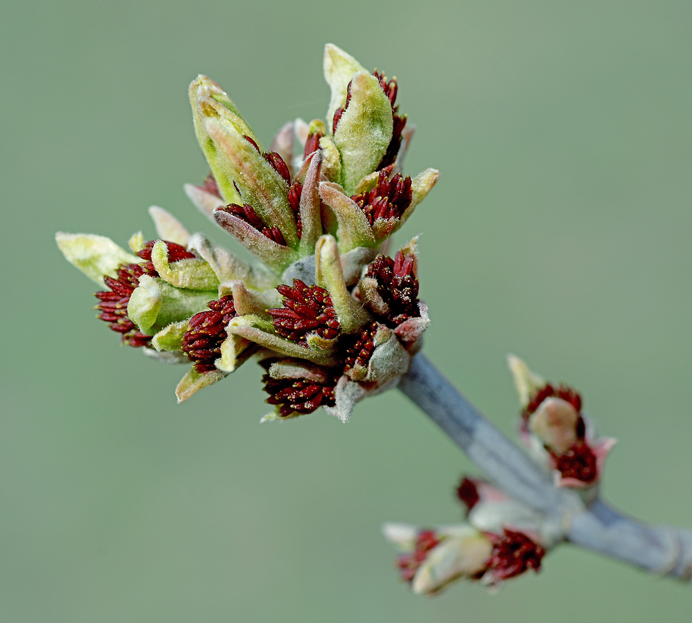 Image of Acer negundo specimen.