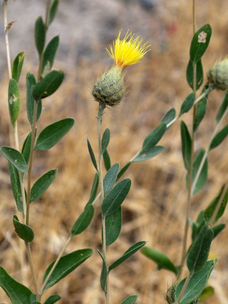 Image of Stizolophus balsamita specimen.