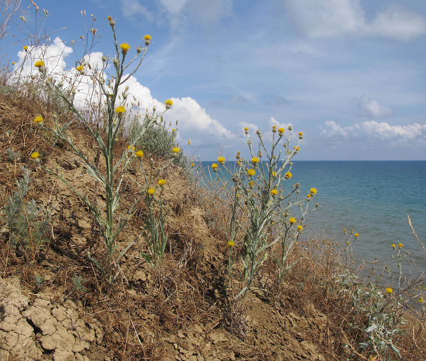 Image of Centaurea solstitialis specimen.