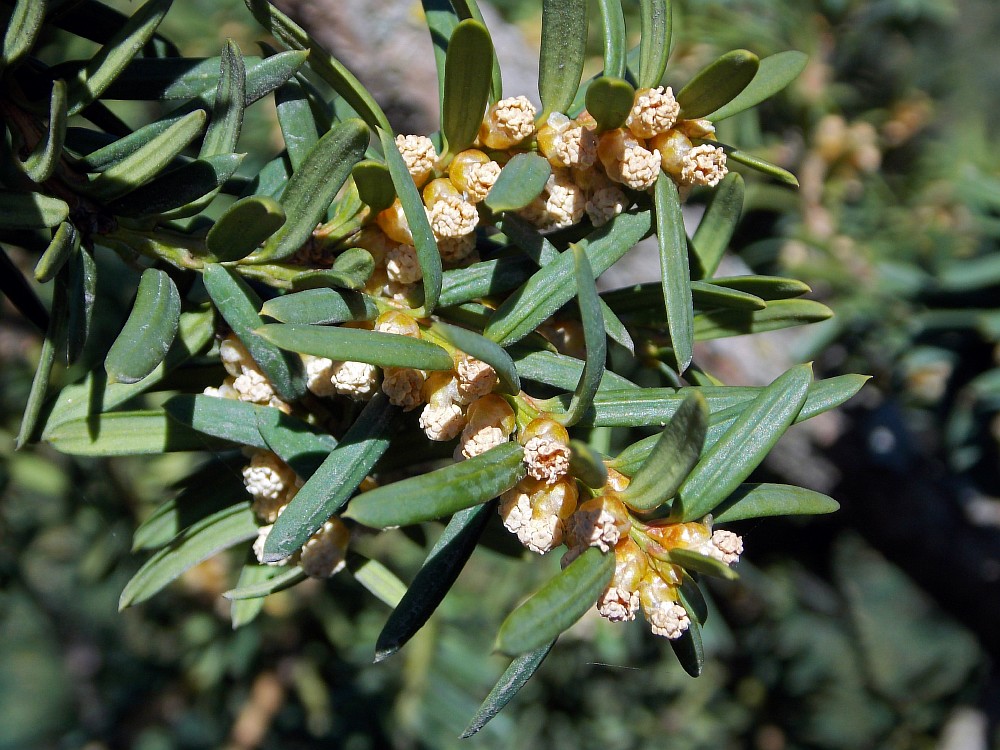 Image of Taxus canadensis specimen.