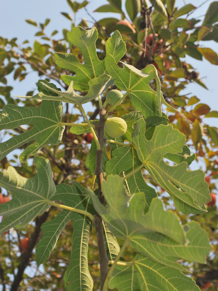 Изображение особи Ficus carica.