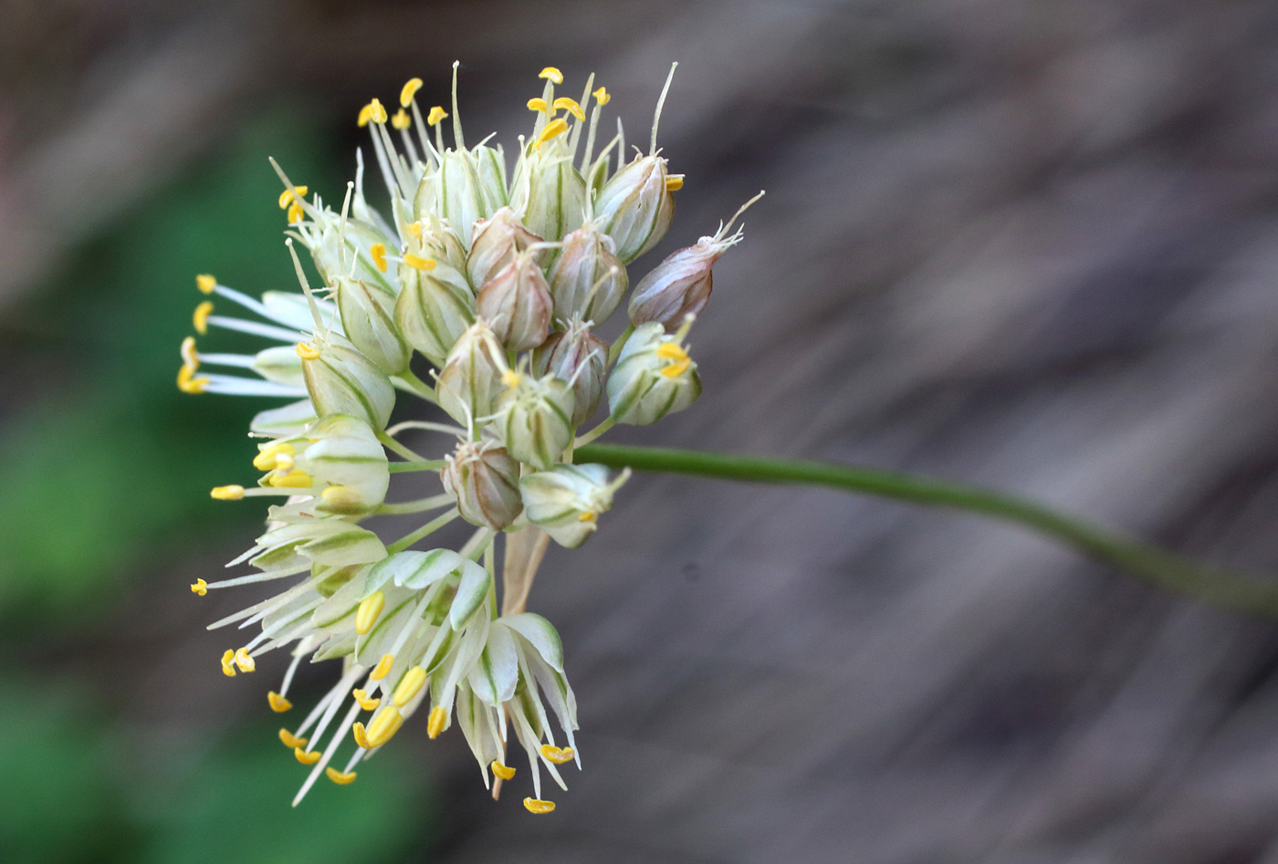 Image of Allium marmoratum specimen.