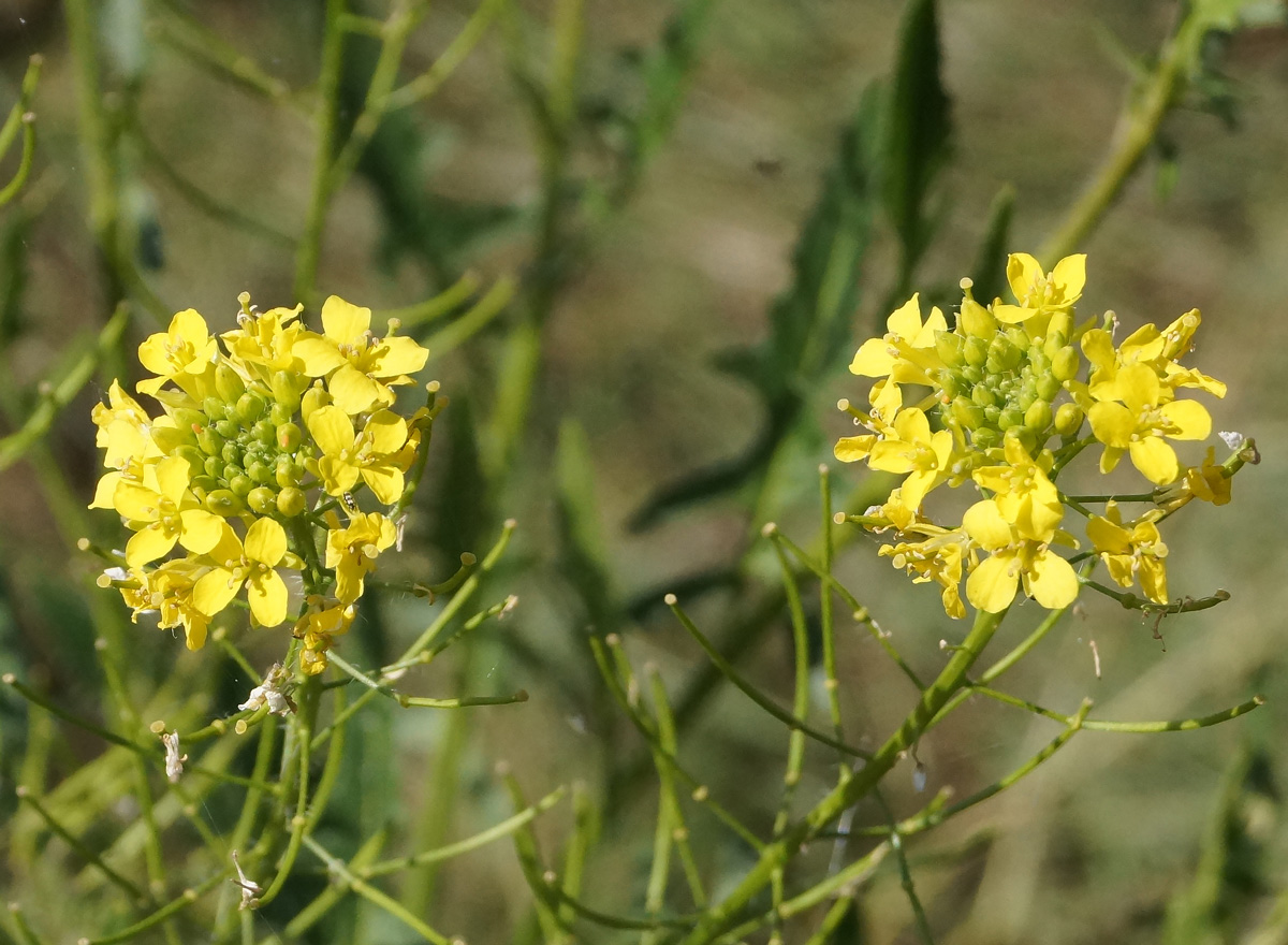 Изображение особи Sisymbrium loeselii.