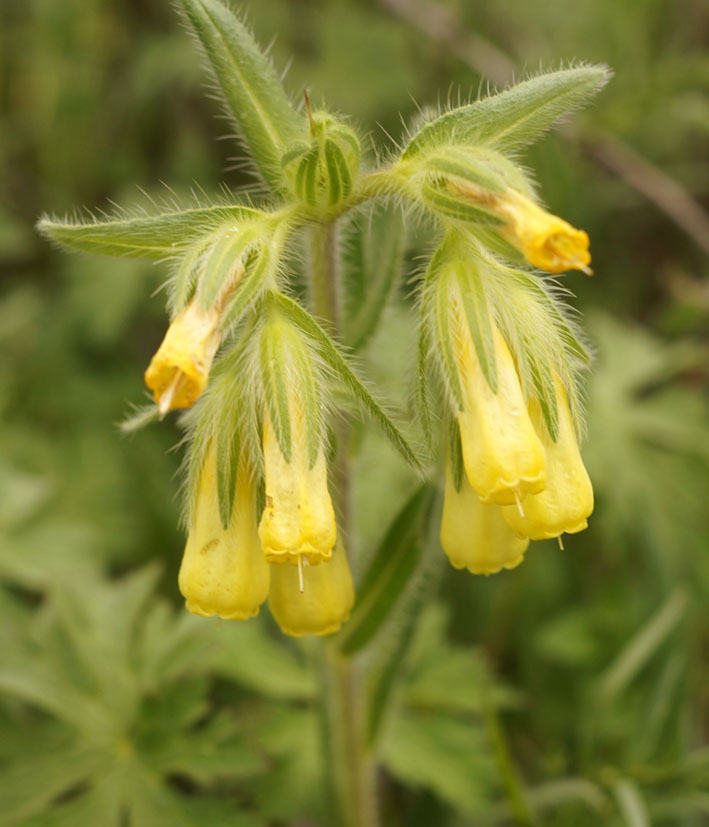 Image of Onosma irritans specimen.