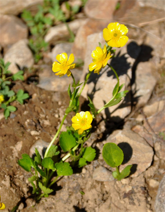 Изображение особи Ranunculus altaicus.