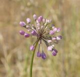 Allium rubens