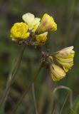 Oxalis pes-caprae f. pleniflora