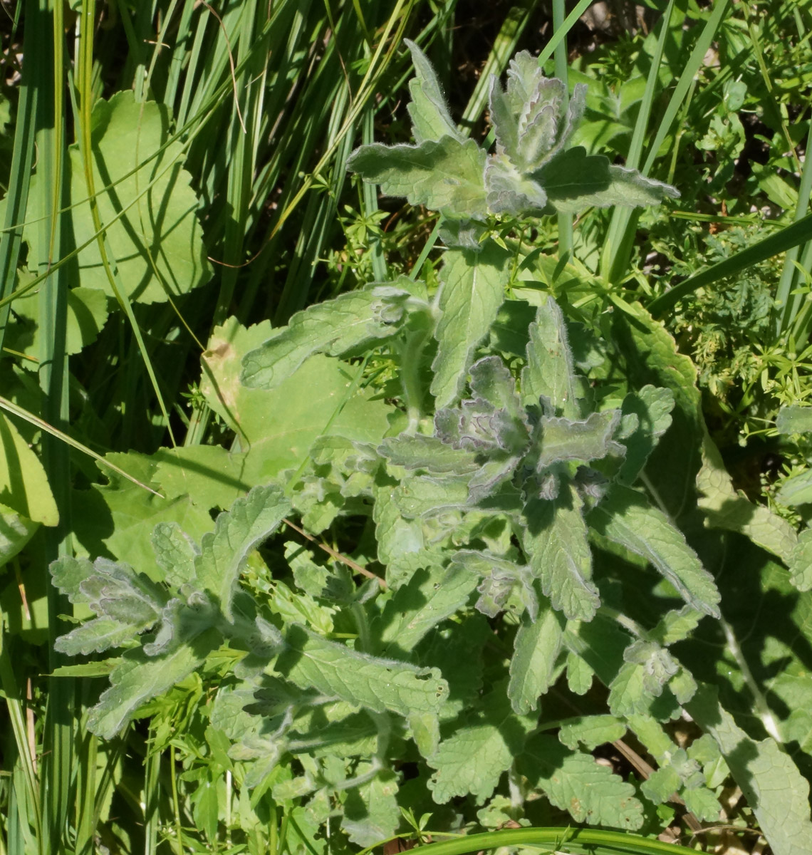 Image of Mentha asiatica specimen.