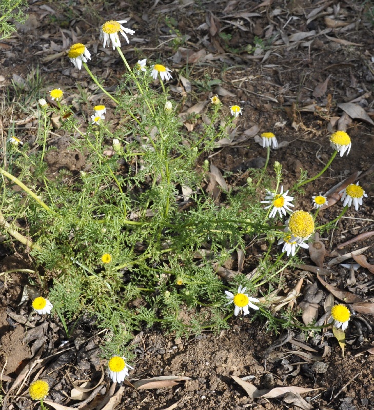 Image of genus Anthemis specimen.