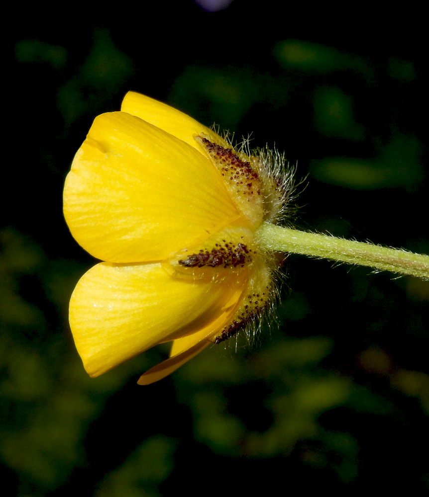 Image of Ranunculus aleae specimen.