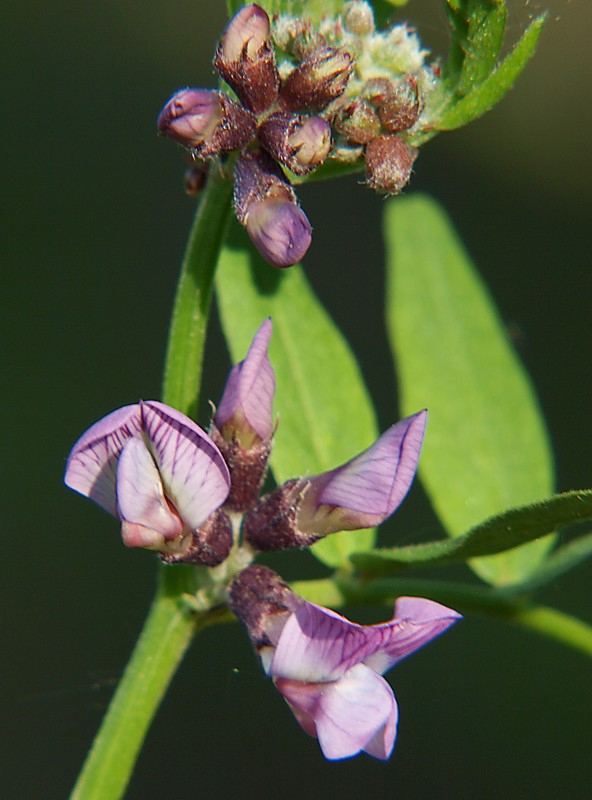 Изображение особи Vicia sepium.