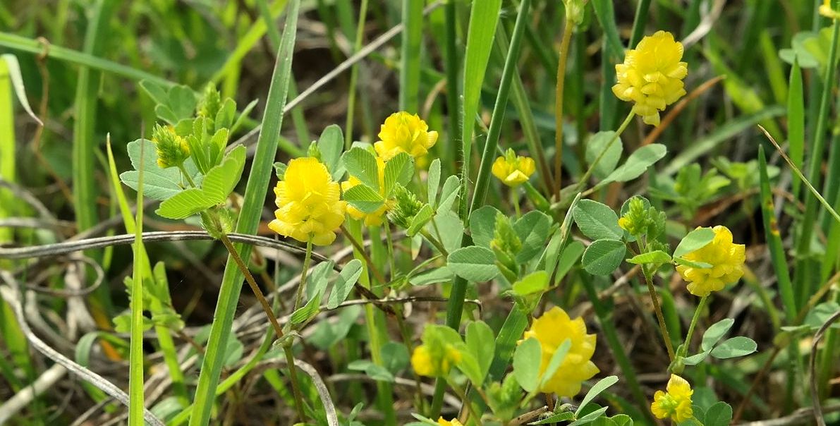 Image of Trifolium campestre specimen.