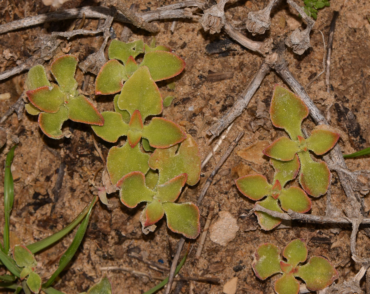 Image of Mesembryanthemum crystallinum specimen.