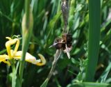 Iris halophila