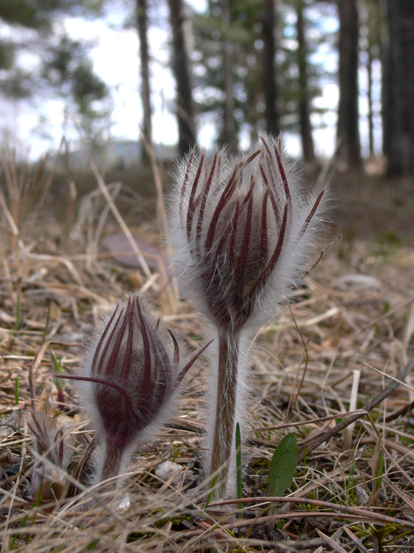 Изображение особи Pulsatilla uralensis.