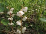 Pyrola rotundifolia