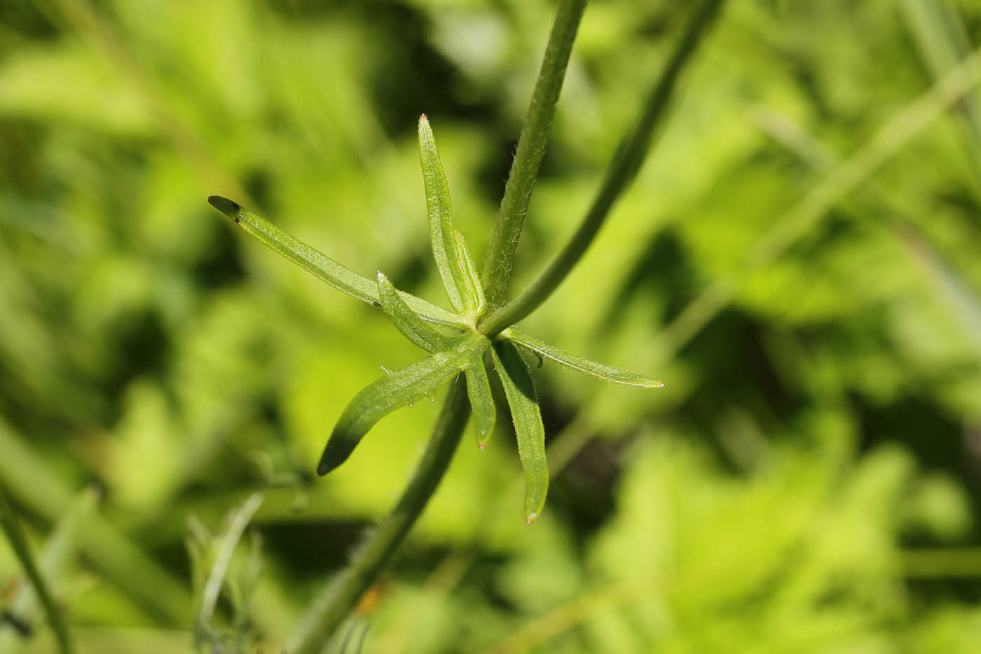 Image of genus Ranunculus specimen.