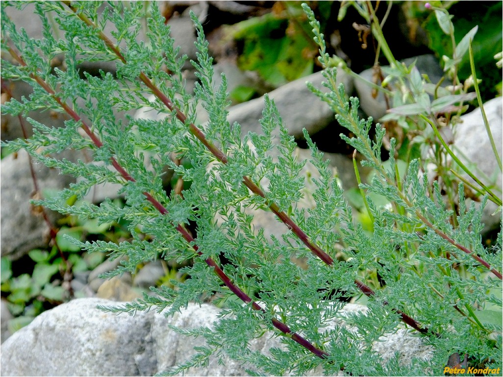 Изображение особи Myricaria germanica.