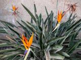 Strelitzia reginae. Цветущее растение. Израиль, г. Бат-Ям, на территории спортивного комплекса. 10.09.2016.