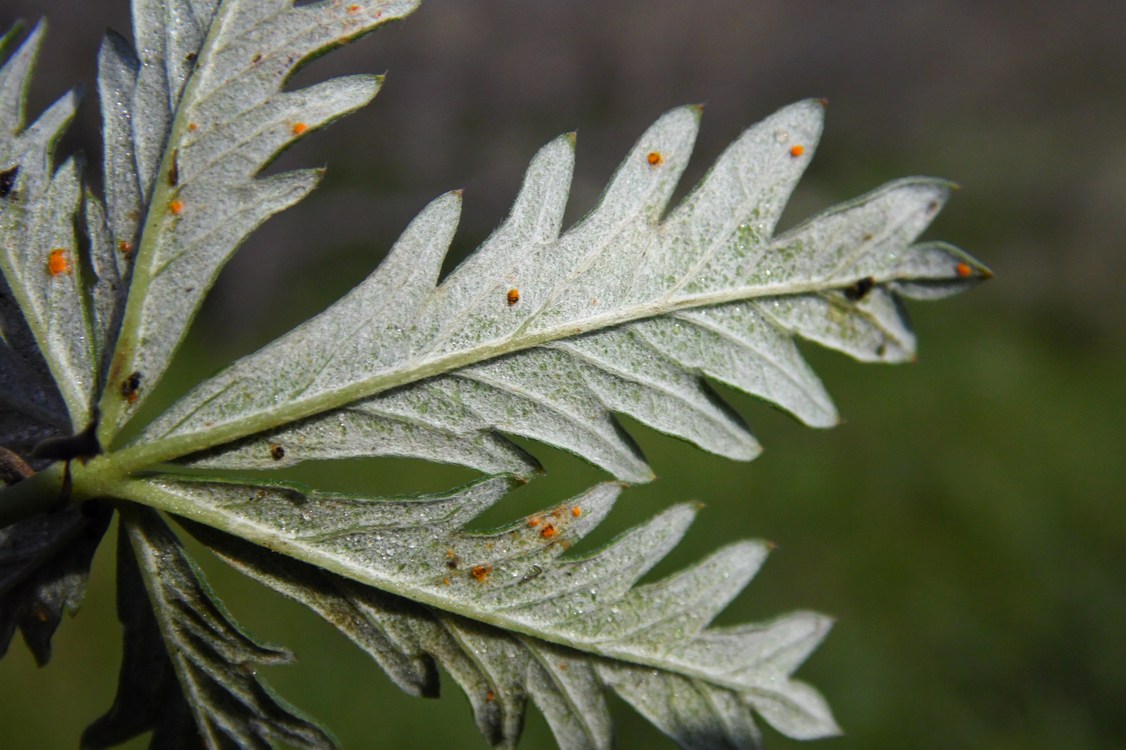 Изображение особи Potentilla argentea.