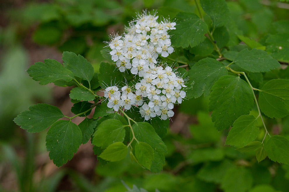 Image of Spiraea chamaedryfolia specimen.