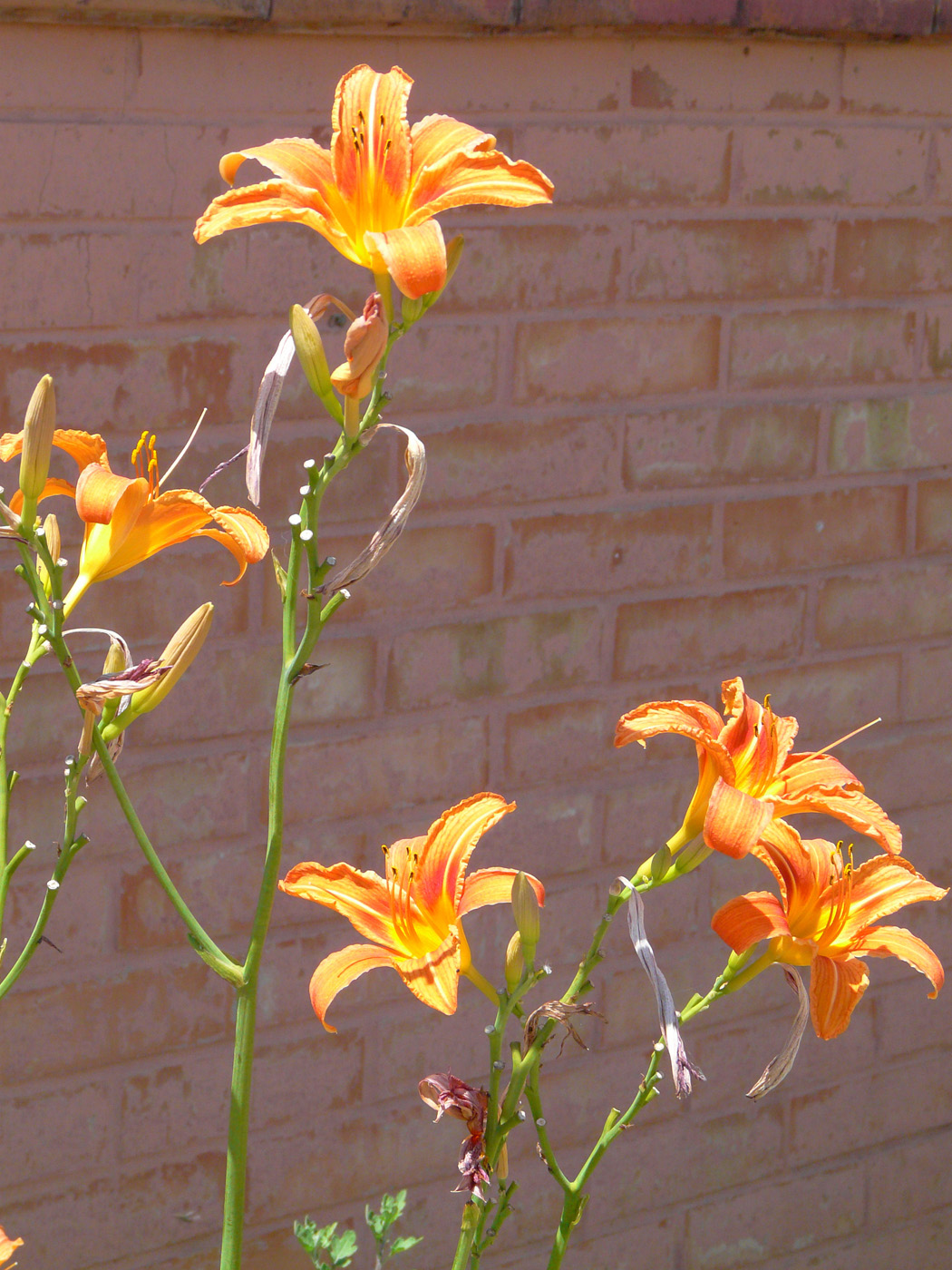 Image of Hemerocallis fulva specimen.