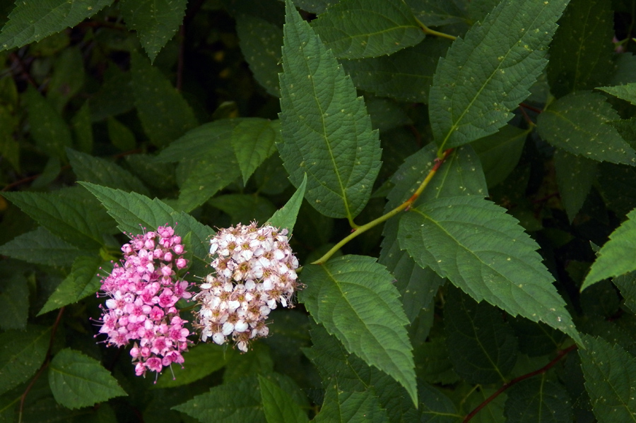 Изображение особи Spiraea japonica.