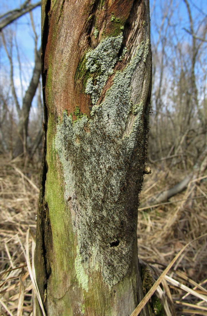 Image of genus Calicium specimen.