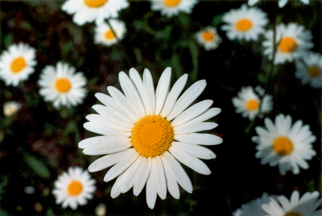 Изображение особи Leucanthemum ircutianum.