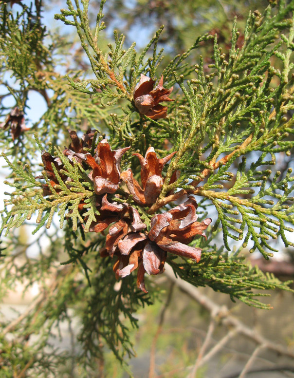 Image of Platycladus orientalis specimen.