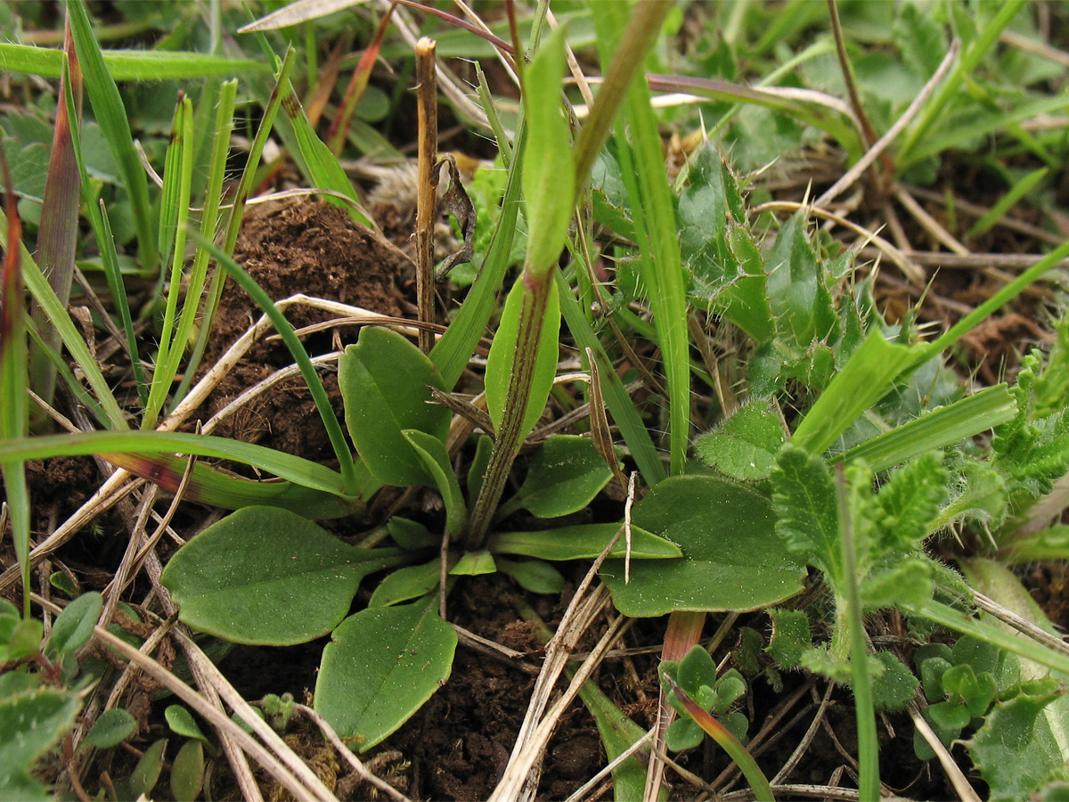 Image of Globularia bisnagarica specimen.