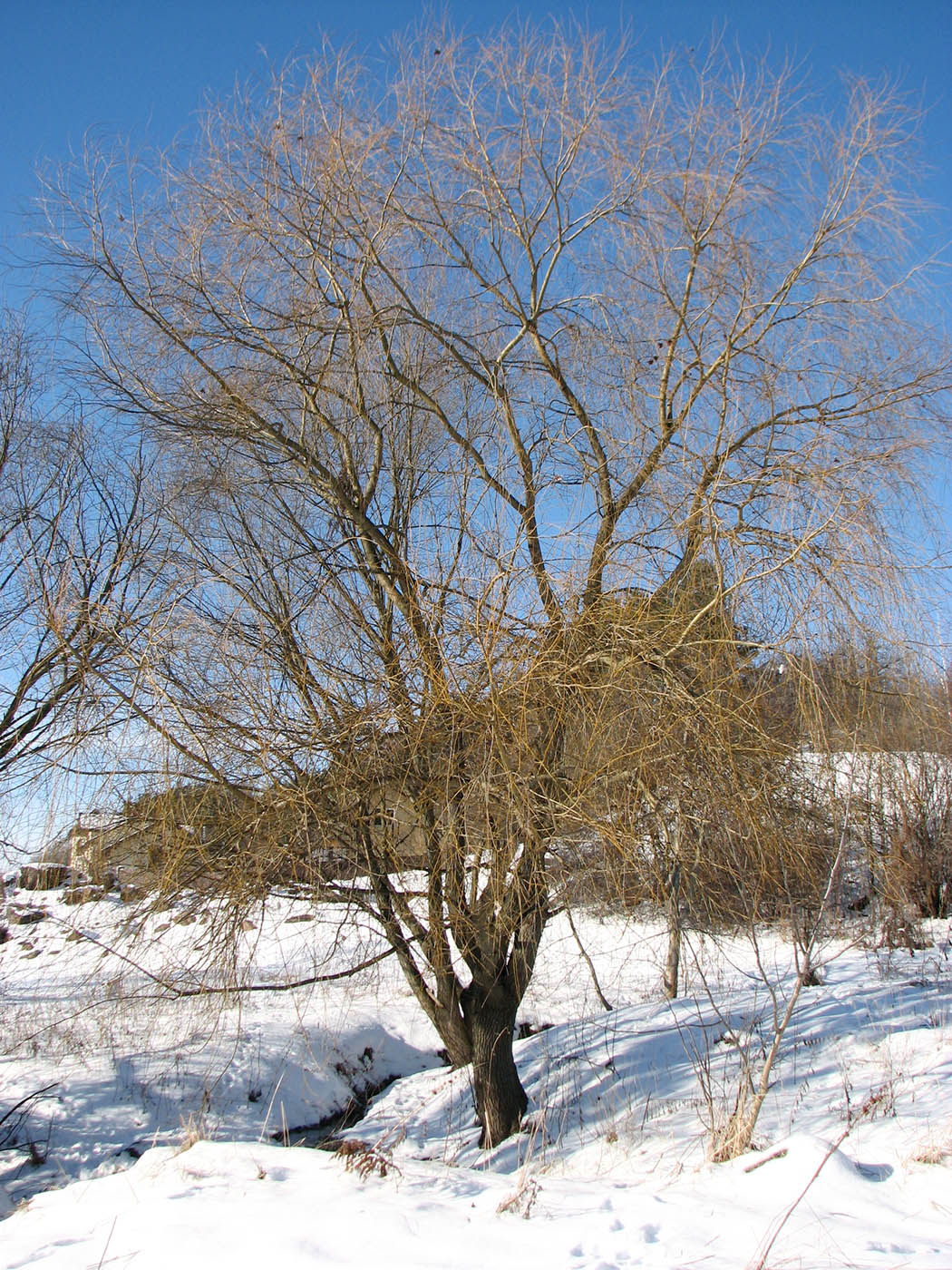 Image of genus Salix specimen.