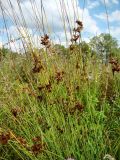 Juncus inflexus