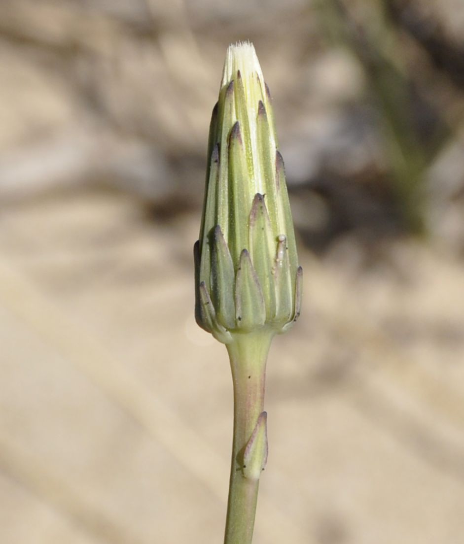 Image of Hypochaeris glabra specimen.