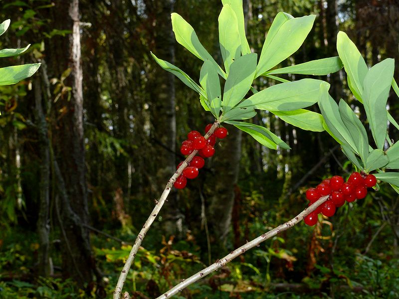 Image of Daphne mezereum specimen.