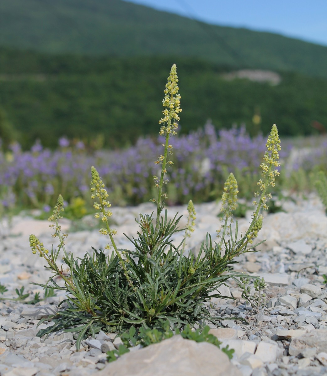 Image of Reseda lutea specimen.