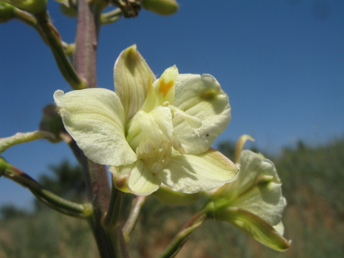 Image of Delphinium semibarbatum specimen.