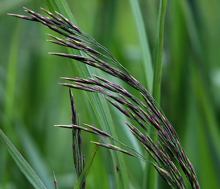 Изображение особи Bromopsis inermis.