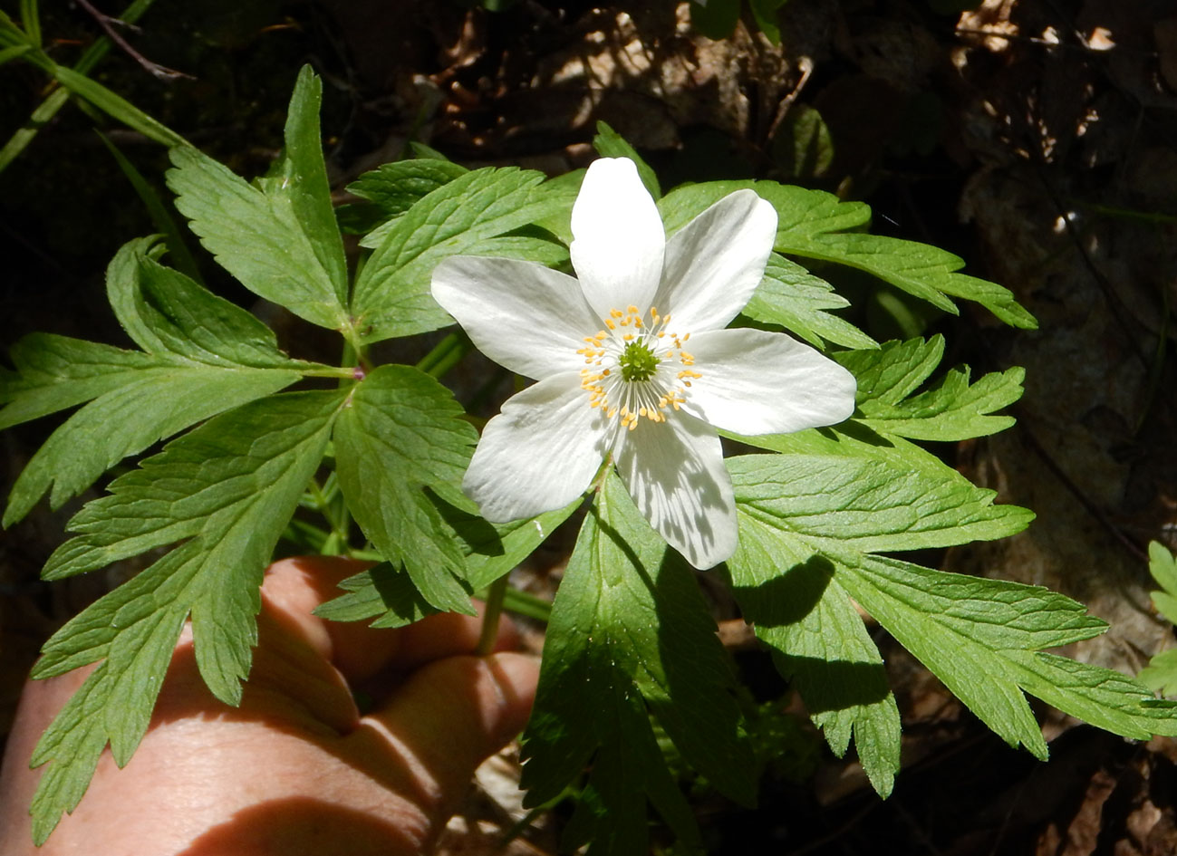 Изображение особи Anemone nemorosa.